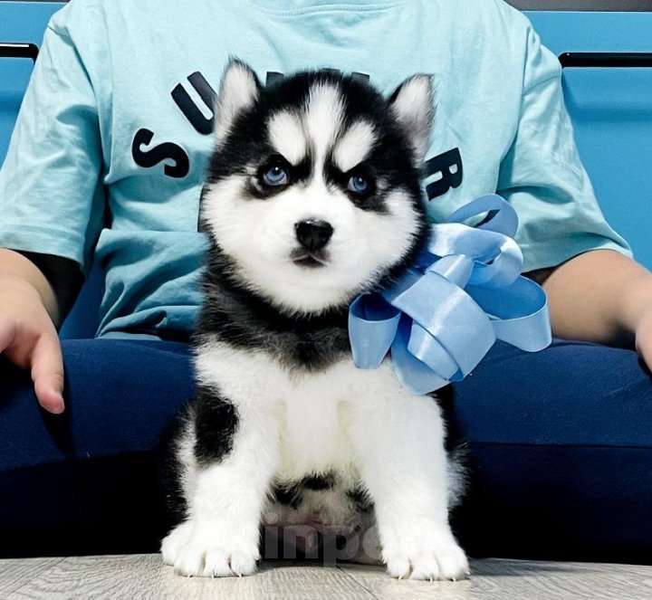 Собаки в Одинцово: Хаски Щенки Разных окрасов Разнополые, Бесплатно - фото 1