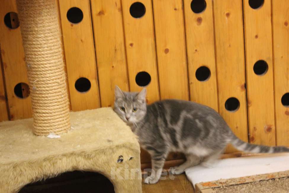 Кошки в Москве: Скромница Зита Девочка, Бесплатно - фото 4