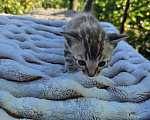 Кошки в Москве: Бенгальский котенок  Мальчик, 45 000 руб. - фото 4