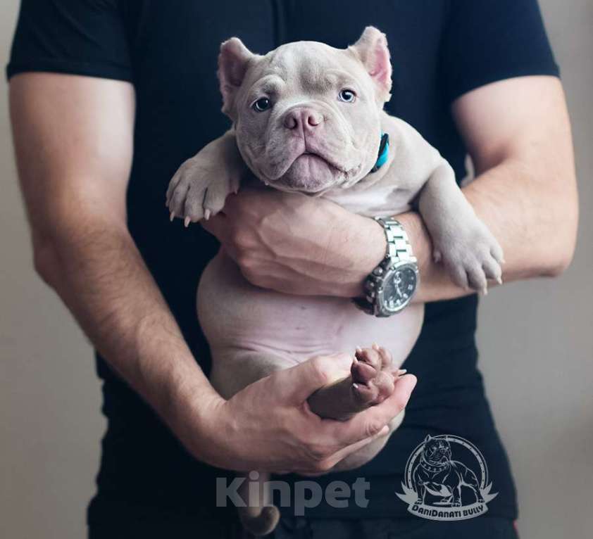 Собаки в Москве: Ам. Булли - Лиловый мальчик Булочка Мальчик, 130 000 руб. - фото 6
