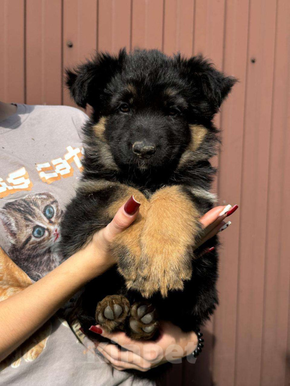 Собаки в других городах Владимирской области: Джоя Девочка, 75 000 руб. - фото 3