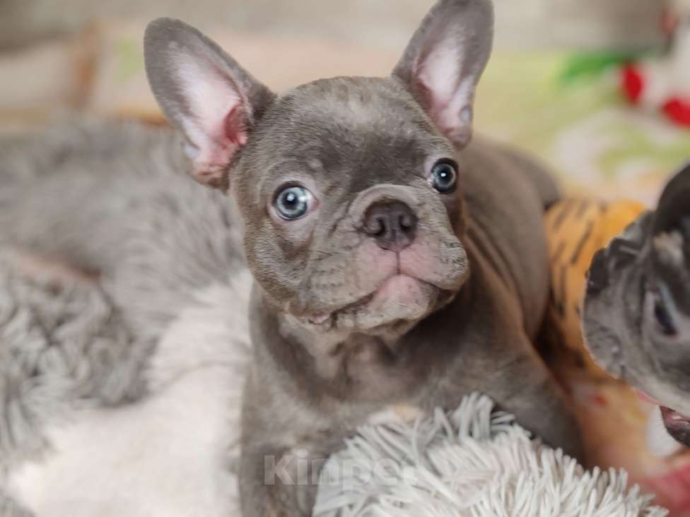 Собаки в Санкт-Петербурге: Шикарный лиловый мальчик  Мальчик, 80 000 руб. - фото 3