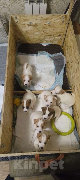 Собаки в Липецке: Порода : джек-рассел-терьер- Мальчик, Бесплатно - фото 7