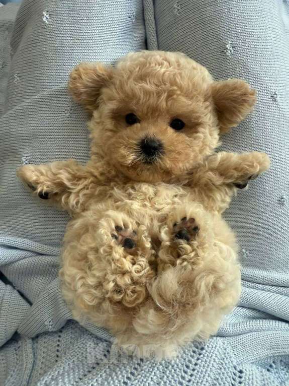 Собаки в Москве: Щенки Мальтипу микро ф1 из Китая  Девочка, Бесплатно - фото 3