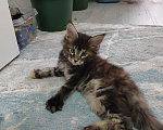 Кошки в Омске: Кошка Девочка, 25 000 руб. - фото 4
