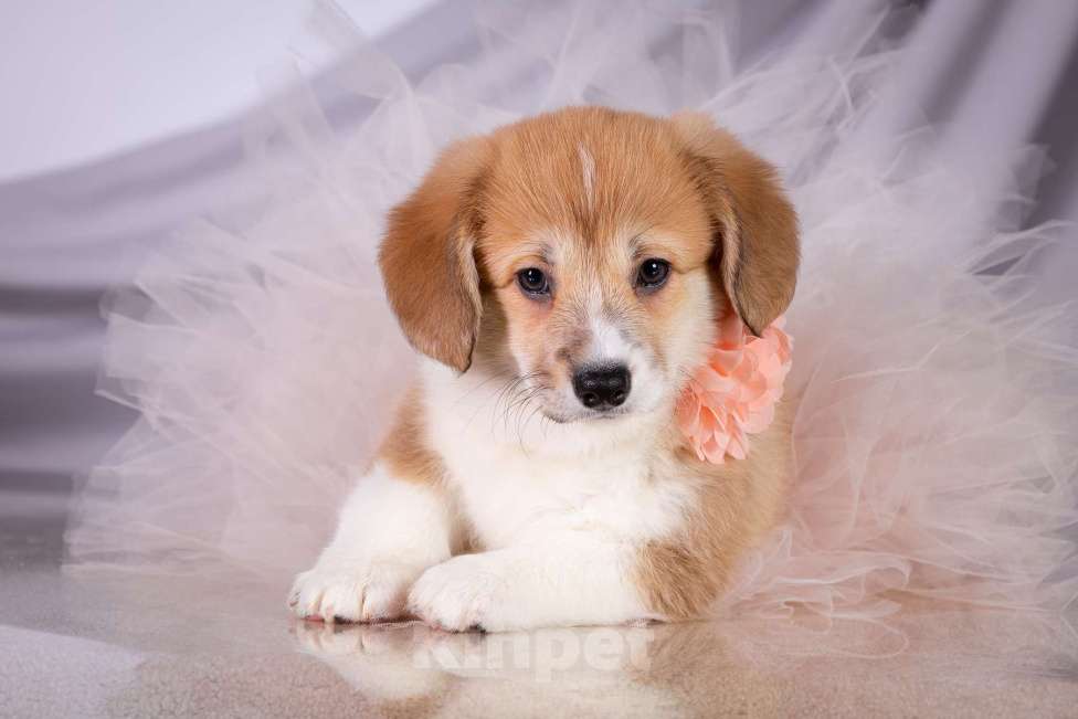 Собаки в Москве: Продам щенка вельш корги пемброк Девочка, 70 000 руб. - фото 1