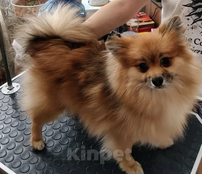 Собаки в Воскресенске: Шпицули Мальчик, 25 000 руб. - фото 4