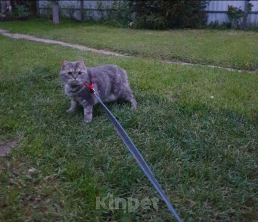 Кошки в Подольске: Потерялась кошка Девочка, 10 000 руб. - фото 1