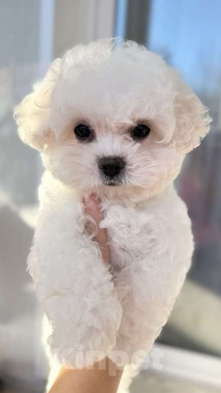 Собаки в Владивостоке: Мини Бишон  Мальчик, 250 000 руб. - фото 3