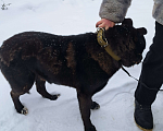 Собаки в Тосно: найден черный средний взрослый кабель Мальчик, 10 руб. - фото 3