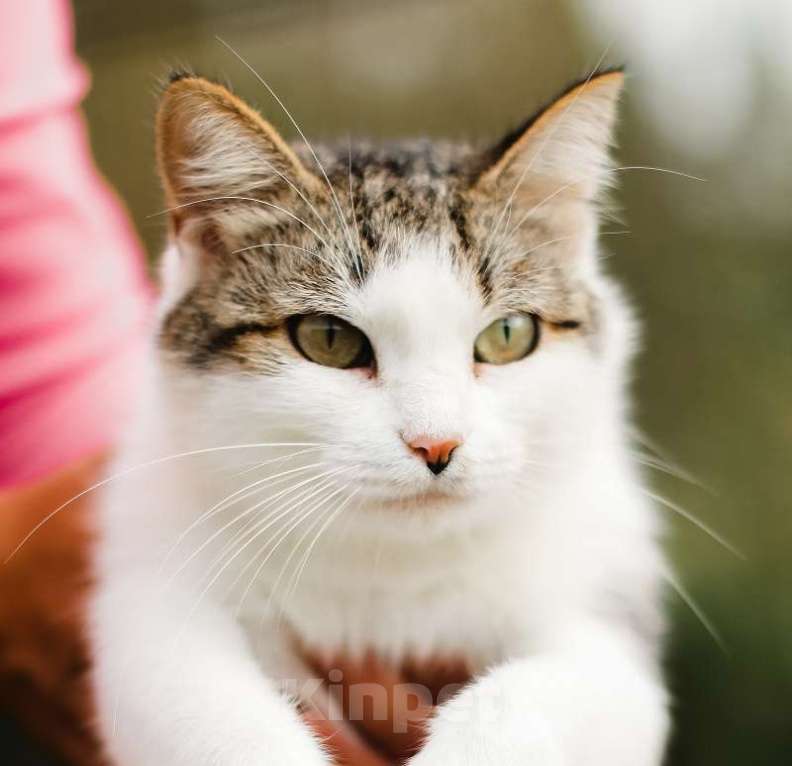 Кошки в Москве: Самая уютная кошка Девочка, Бесплатно - фото 3