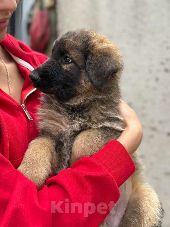 Собаки в Казани: Щенок немецкой овчарки  Девочка, 20 000 руб. - фото 5