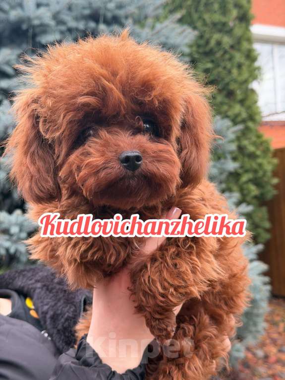 Собаки в Геленджике: Тедди пудель Китай 🇨🇳  Девочка, 350 000 руб. - фото 2