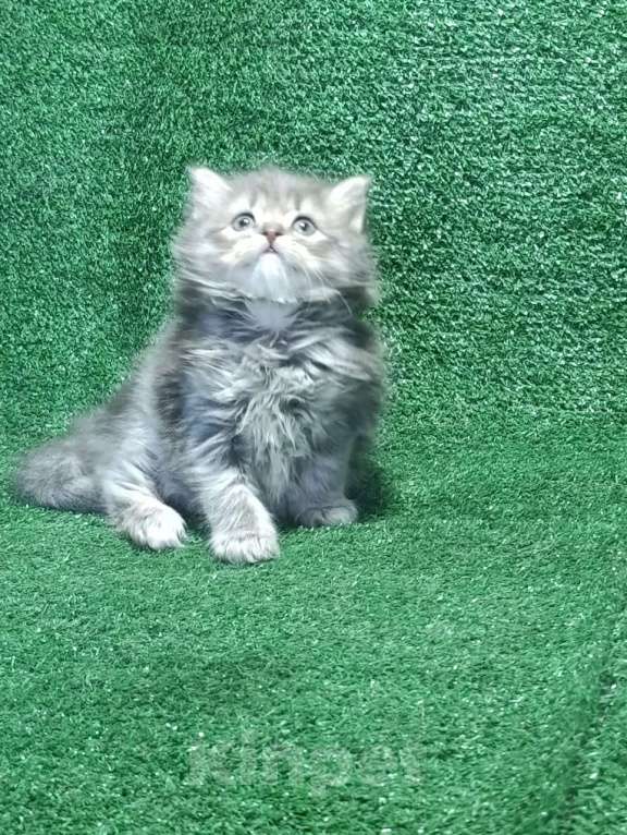 Кошки в Москве: Замечательные шотландские котята Мальчик, Бесплатно - фото 3