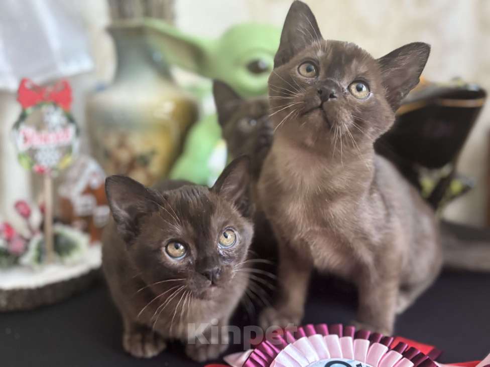 Кошки в Москве: Бурманская кошка соболиного окраса Девочка, 120 000 руб. - фото 2