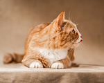 Кошки в Клине: Базилио — ласковый и скромный котик Мальчик, Бесплатно - фото 6
