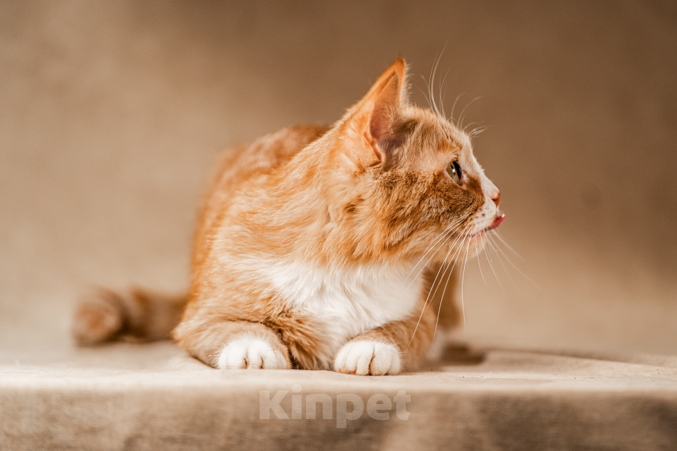 Кошки в Клине: Базилио — ласковый и скромный котик Мальчик, Бесплатно - фото 6