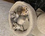 Кошки в Санкт-Петербурге: Котята шотландские Мальчик, Бесплатно - фото 4