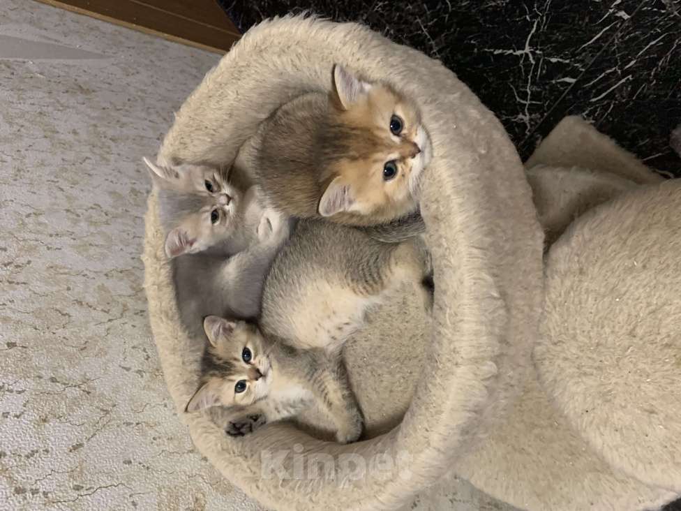 Кошки в Санкт-Петербурге: Котята шотландские Мальчик, Бесплатно - фото 4