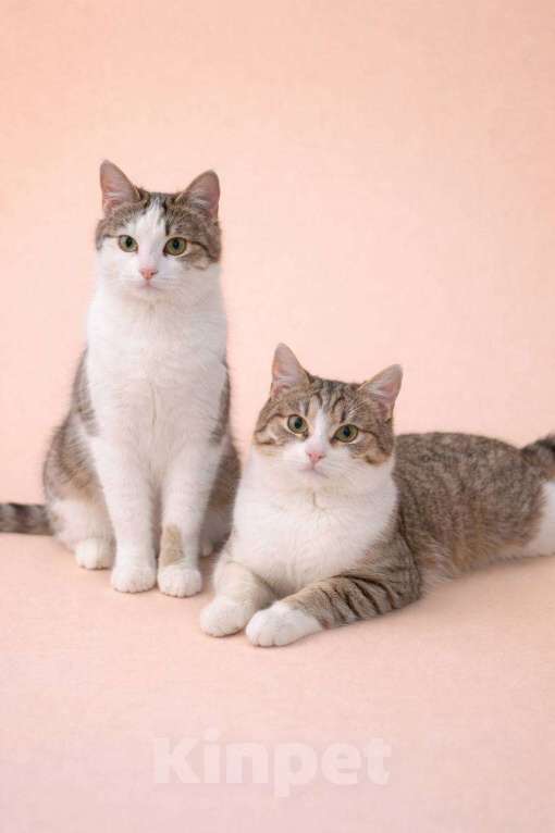 Кошки в Москве: Лилу и Юкки Девочка, Бесплатно - фото 1