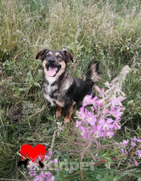 Собаки в Тамбове: Пропала Баунти Девочка, 5 000 руб. - фото 6