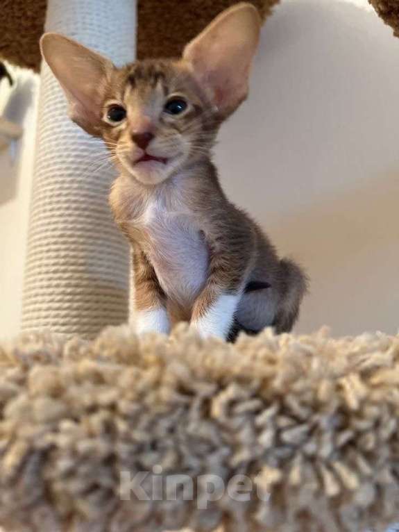 Кошки в Москве: Орик девочка Девочка, 25 000 руб. - фото 2