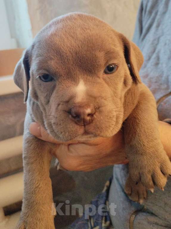 Собаки в других городах Ростовской области: Щенок Американский булли  Мальчик, 100 000 руб. - фото 1