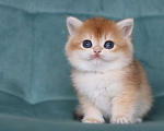 Кошки в Владивостоке: Очаровательный британский котик Девочка, 120 000 руб. - фото 2