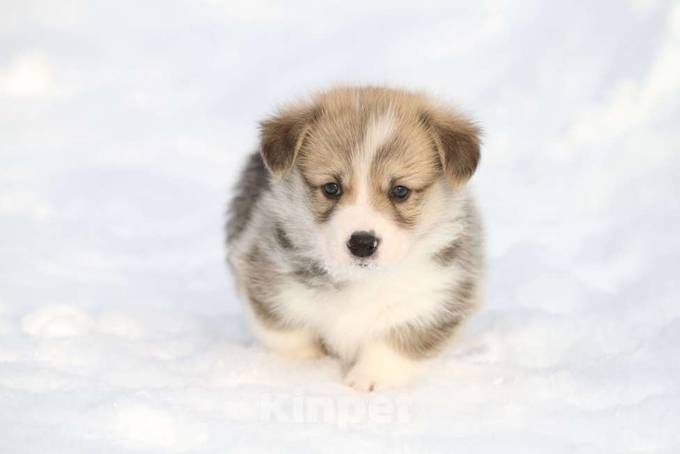 Собаки в Москве: Вельш корги пемброк Мальчик, 60 000 руб. - фото 7