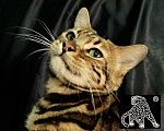 Кошки в Петропавловске-Камчатском: Бенгальский котенок. ШОУ класс Девочка, Бесплатно - фото 5