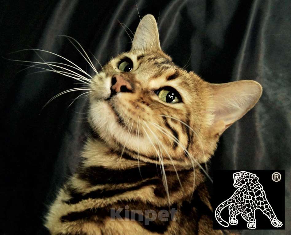 Кошки в Петропавловске-Камчатском: Бенгальский котенок. ШОУ класс Девочка, Бесплатно - фото 5
