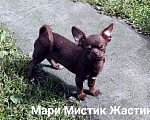 Собаки в Санкт-Петербурге: Весёлый, добрый парень чихуахуа Мальчик, 50 000 руб. - фото 3