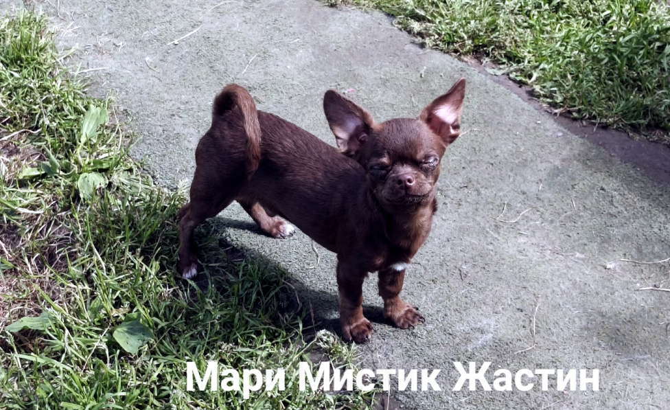 Собаки в Санкт-Петербурге: Весёлый, добрый парень чихуахуа Мальчик, 50 000 руб. - фото 3