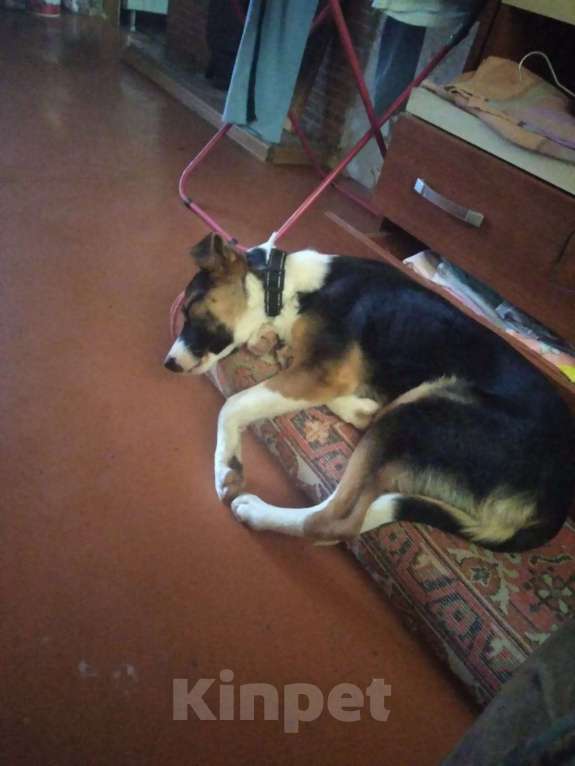 Собаки в Екатеринбурге: Щенок, очень игривый  Мальчик, Бесплатно - фото 2