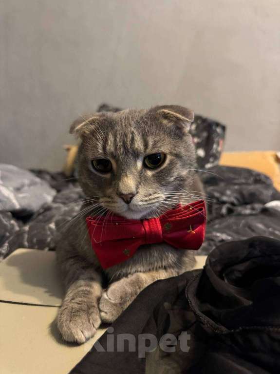 Кошки в Москве: пропал кот Винни Мальчик, 10 000 руб. - фото 1