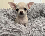Собаки в Всеволожске: Короткошерстный щенок Девочка, 35 000 руб. - фото 1