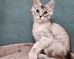 Кошки в Мытищах: Котёнок Мейн-кун Девочка, 40 000 руб. - фото 1