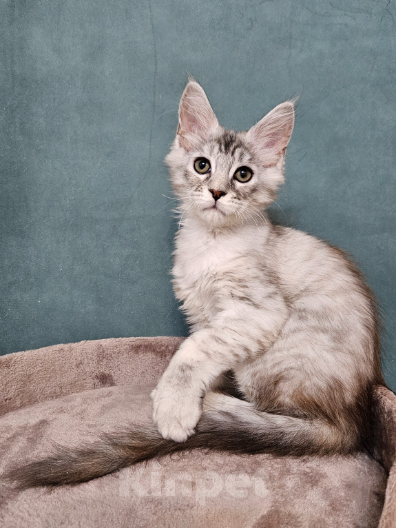 Кошки в Мытищах: Котёнок Мейн-кун Девочка, 40 000 руб. - фото 1