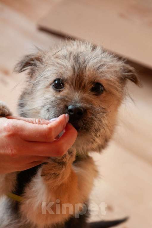 Собаки в Ногинске: Маленькая собачка Кэтрин ищет дом Девочка, Бесплатно - фото 5