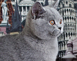 Кошки в Москве: Британский котенок Девочка, 20 000 руб. - фото 4