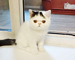 Кошки в Новосибирске: Экзотический котёнок 3 мес Мальчик, 20 000 руб. - фото 2