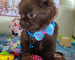Собаки в Казани: Питомниковый щенок Чихуахуа Мальчик, 35 000 руб. - фото 3