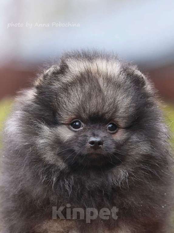 Собаки в Москве: Щенки немецкого миниатюрного  шпица Мальчик, 30 000 руб. - фото 8