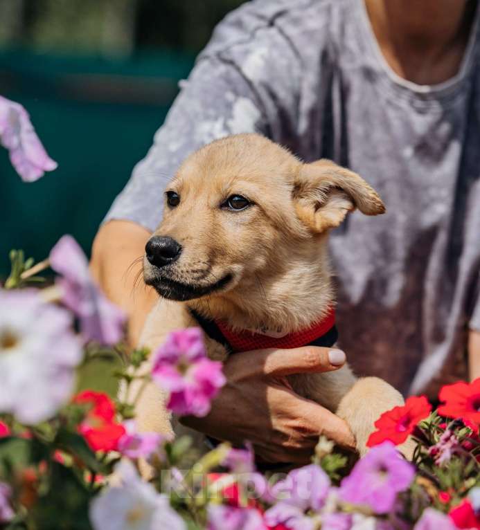 Собаки в Москве: Щенок в добрые руки бесплатно Москва Девочка, Бесплатно - фото 4