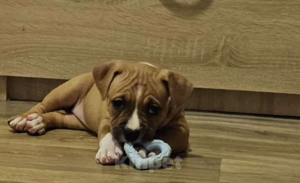 Собаки в Красногорске: Девочка 4 Девочка, 50 000 руб. - фото 1