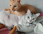 Кошки в Перми: Кошки в добрые руки. Девочка, 1 руб. - фото 3