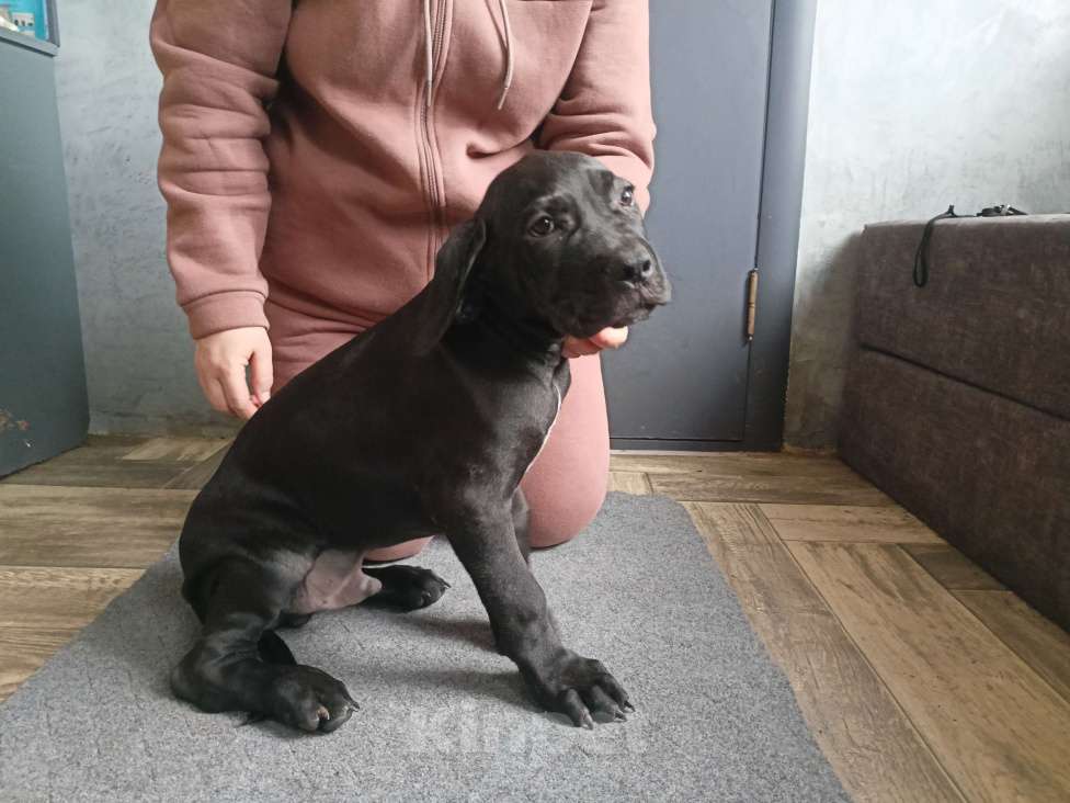 Собаки в Белом Калитве: Щенки Кане-корсо Мальчик, 50 000 руб. - фото 4