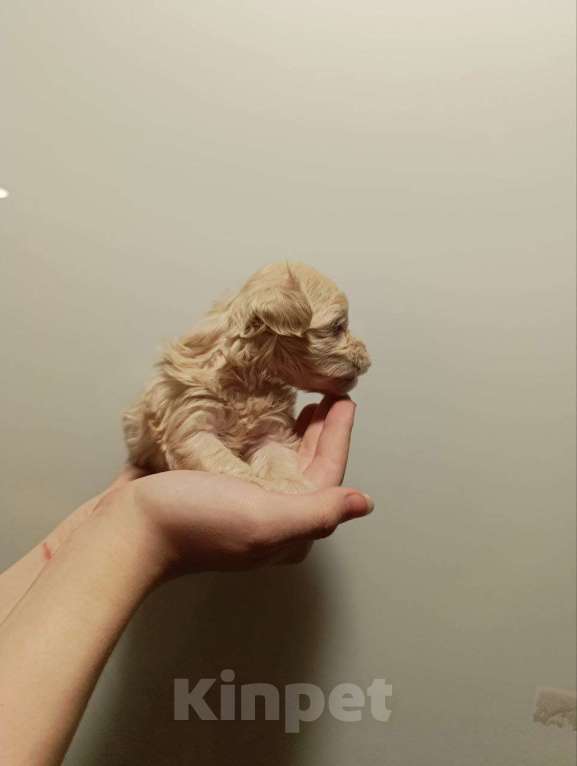 Собаки в Новосибирске: Девочка - стесняшка Девочка, 100 000 руб. - фото 1