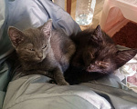 Кошки в Клине: Кошечка Надежды Девочка, Бесплатно - фото 4