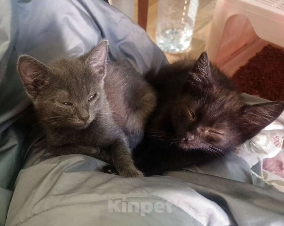 Кошки в Клине: Кошечка Надежды Девочка, Бесплатно - фото 4